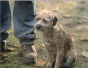 Budlight 2004 Good Dog / Bad Dog (1675 KB)