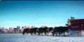 Budweiser 2002 Clydesdales Reverence (3727 KB)