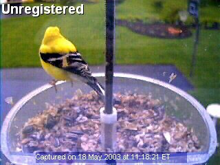 Bird Feeder Cam Picture