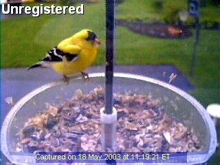 Bird Feeder Cam Picture