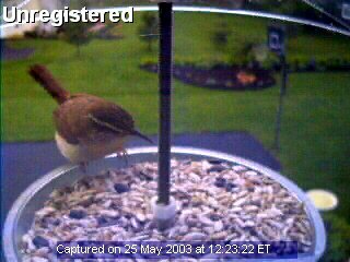 Bird Feeder Cam Picture