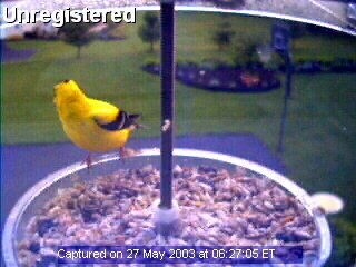 Bird Feeder Cam Picture
