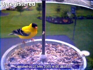 Bird Feeder Cam Picture