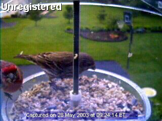 Bird Feeder Cam Picture