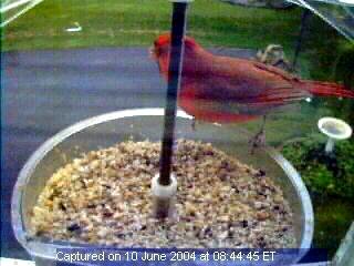 Bird Feeder Cam Picture