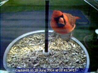 Bird Feeder Cam Picture