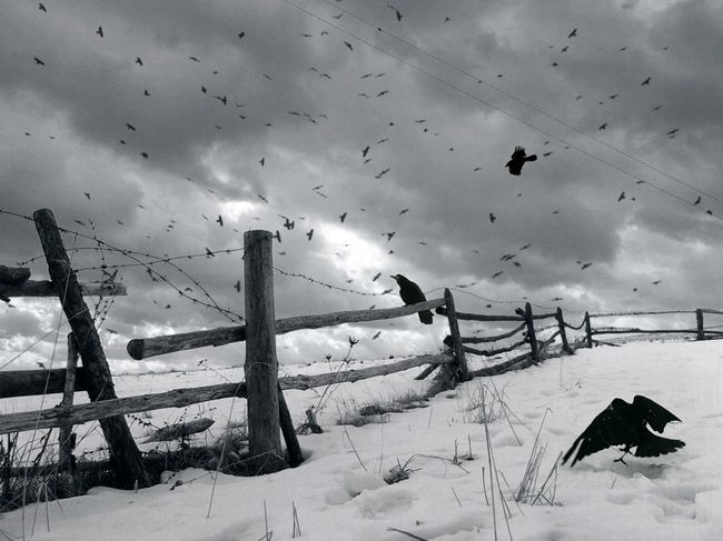 Raven