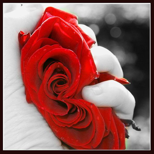Rose