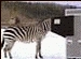 Budweiser 2003 Replay Jackass (2600 KB) Budweiser 2003 Replay Jackass (2600 KB)