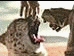 Mountain Dew 2000 Cheetah (5080 KB) Mountain Dew 2000 Cheetah (5080 KB)